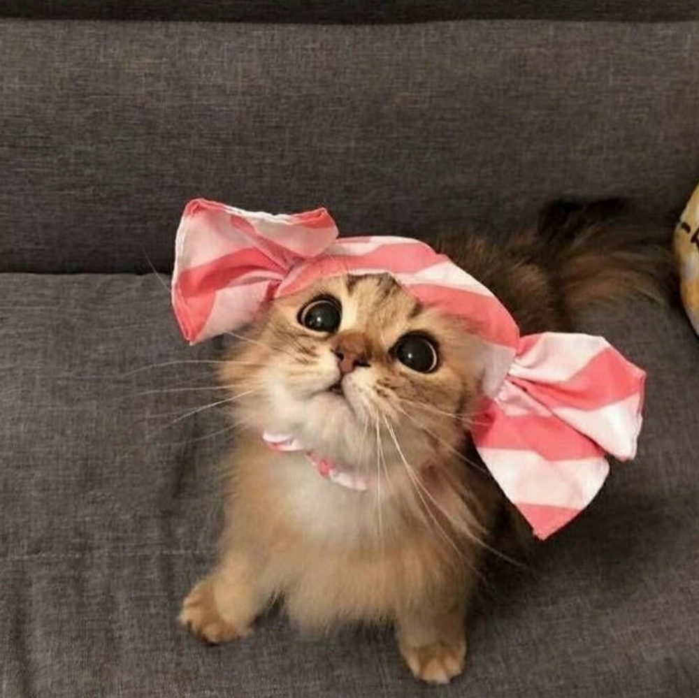 Meet your Posher, Rylie